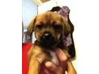 Adopt Heather a BrownChocolate - with Black Shih Tzu  Poodle (Mi