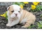 English bulldog puppies akc oo gh