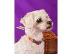 Adopt Rascal a Bichon Frise Shih Tzu