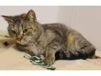 Adopt Norma Jean a Domestic Short Hair Torbie