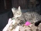 Adopt Sara a Domestic Short Hair