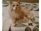 Adopt Muffin a Tan or Fawn Domestic Longhair (long coat) cat in 