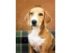 Adopt Tahiti a Catahoula Leopard Dog