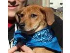 Adopt Bonnie a German Shepherd Dog Lakeland Terrier