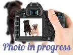 Adopt Luke a Hound German Shepherd Dog