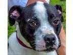 Summer - Female Terrier (Unknown Type Medium) Mix