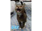 Adopt Dax- Adopt for 50 a Domestic Short Hair