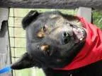 Adopt Hank a German Shepherd Dog