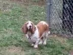 Adopt Bella a Basset Hound