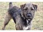 Adopt Dexter a Airedale Terrier