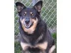 Adopt Irish a Black - with Tan Yellow or Fawn German Shepherd Do