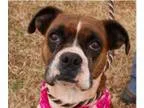 Adopt 2016-02-082 a Boxer