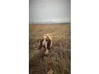 Adopt Moses a Basset Hound