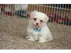 Samual Labradoodle - Price: 950