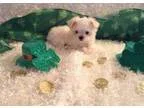 Puuew teacup maltese puppies for sale