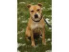 Adopt Sunset a American Staffordshire Terrier Terrier