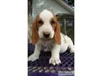Best friend basset hound puppies
