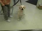 Adopt DAISY a TanYellowFawn Labrador Retriever  Mixed dog in Mur