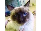 Adopt Pharoh a Siamese  Mixed cat in Washougal WA (15143208)