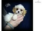Cavachon Puppies - Meet Lilly