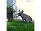 Stunning beautiful french bulldog puppie