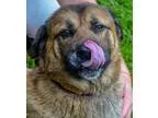 Adopt 60300 Samson a RedGoldenOrangeCh estnut - with Black Sheph