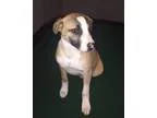 Adopt Lilly - Barton Pup1 a TanYellowFawn - with White Shepherd 