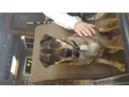 Adopt Missy a Shar Pei German Shepherd Dog