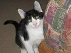 Adopt Columbus a Black and White or Tuxedo Domestic Shorthair (s