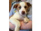 Adopt Fiona-Adopted a Pit Bull Terrier