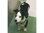 Adopt Arla a Black - with White Boston Terrier  Dachshund  Mixed
