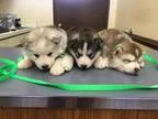 Adopt Puppies a Husky