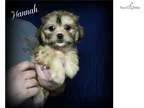 Cavachon Puppies - Meet Hannah