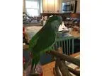Adopt Quakers quakers quakers a Green Parakeet - Quaker bird in 