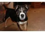 Adopt Oak a Cattle Dog Labrador Retriever