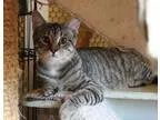 Adopt Lincoln a Tiger Striped Domestic Shorthair (short coat) ca