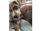 Adopt Julep a Catahoula Leopard Dog