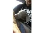 Weimaraner Puppy looking for caring home