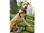 Adopt Range a TanYellowFawn - with White Terrier (Unknown Type