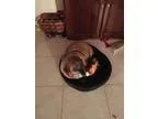 Adopt Moose a Beagle Pug