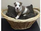 Adopt Mondo a Australian Cattle Dog (Blue Heeler) Pit Bull Terri