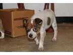 Adopt Maple a White - with Tan Yellow or Fawn Cattle Dog  Mixed 