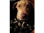 Adopt Minnie a Australian Cattle Dog (Blue Heeler)