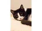Beautiful Baby Bichon Frise