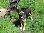 Adopt Xena a German Shepherd Dog