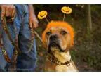 Adopt Tank a Boxer