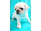 Kdnien French Bulldogs puppies available
