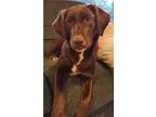 Adopt Mollie a BrownChocolate - with White Husky  Labrador Retri