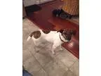Adopt Greta a White - with Brown or Chocolate Spaniel (Unknown T