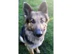Adopt Audra a German Shepherd Dog